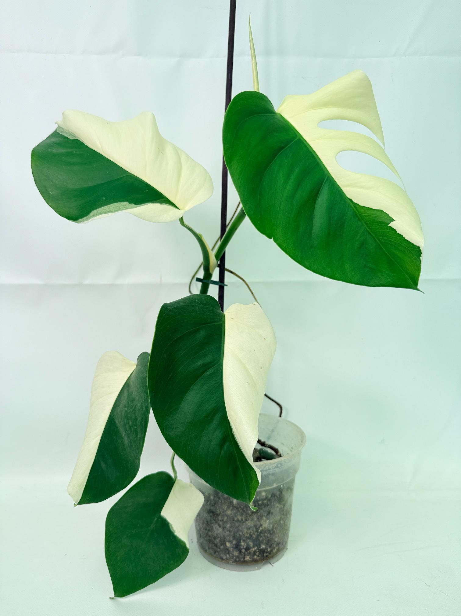 Monstera  Albo Variegata HALF MOON